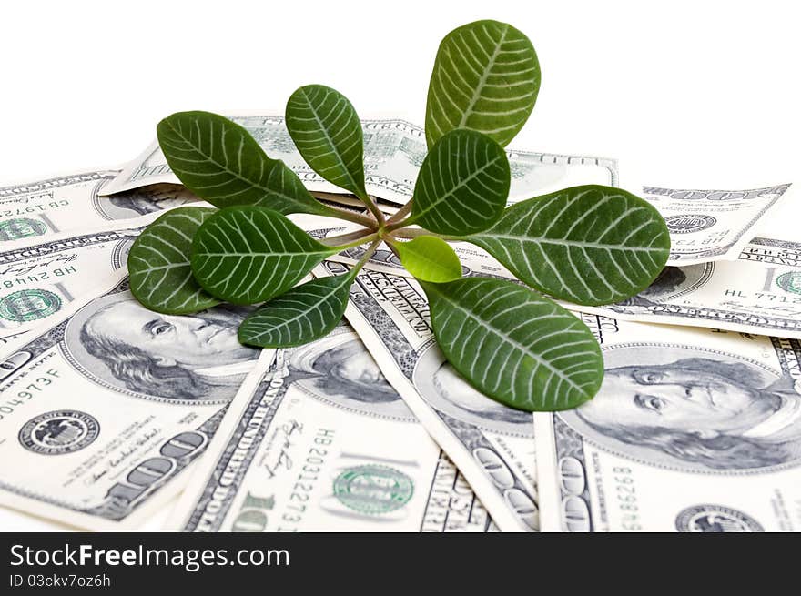 American dollars isolated on a white background. American dollars isolated on a white background