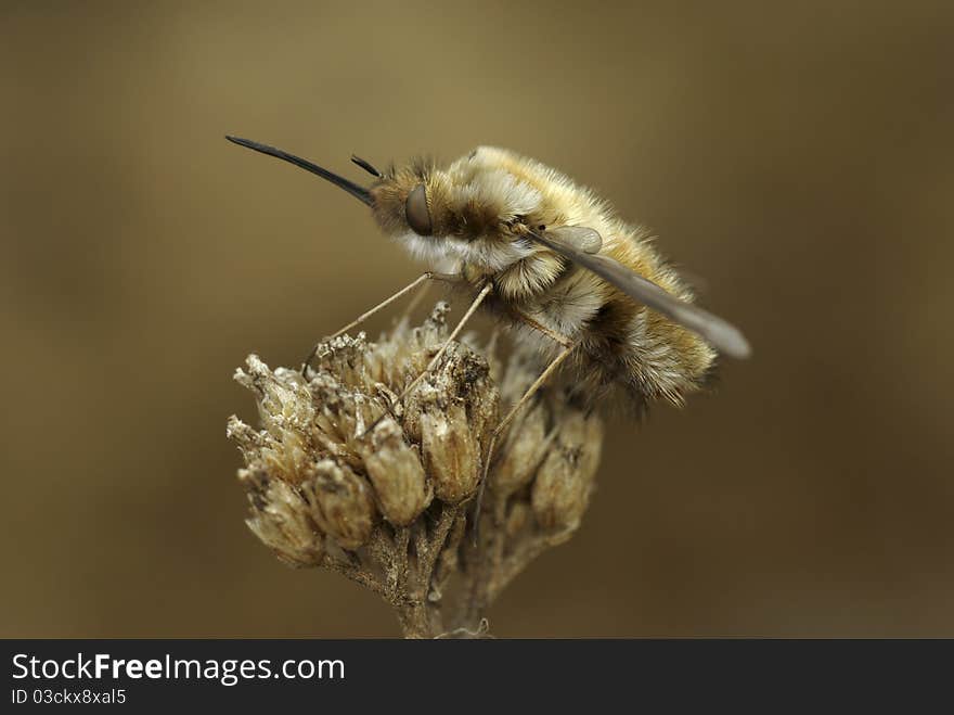 Shaggy fly with a long nose sitting on a withered plant