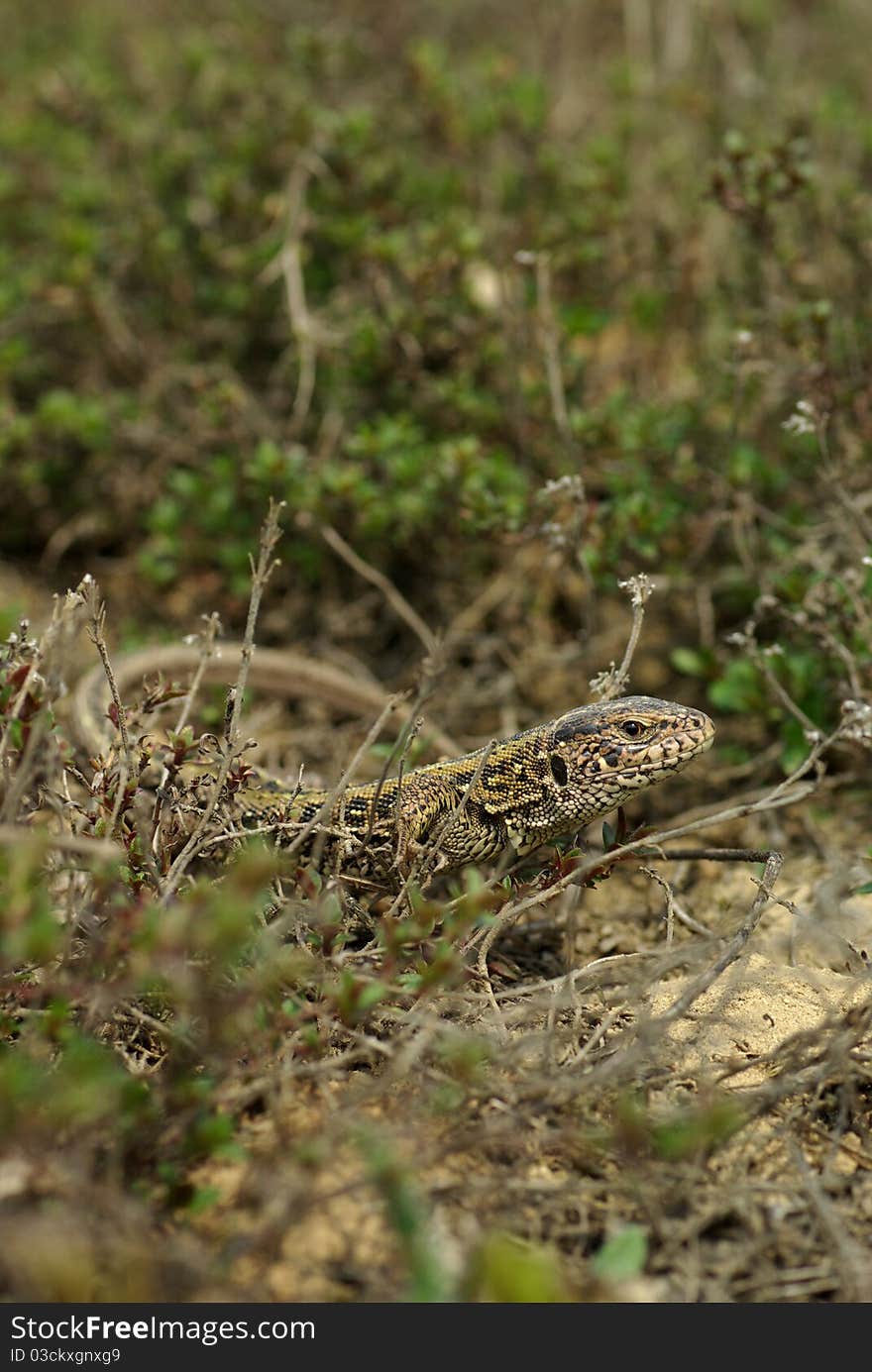 Lizard sits among the vegetation, lizard basking in the sun. Lizard sits among the vegetation, lizard basking in the sun