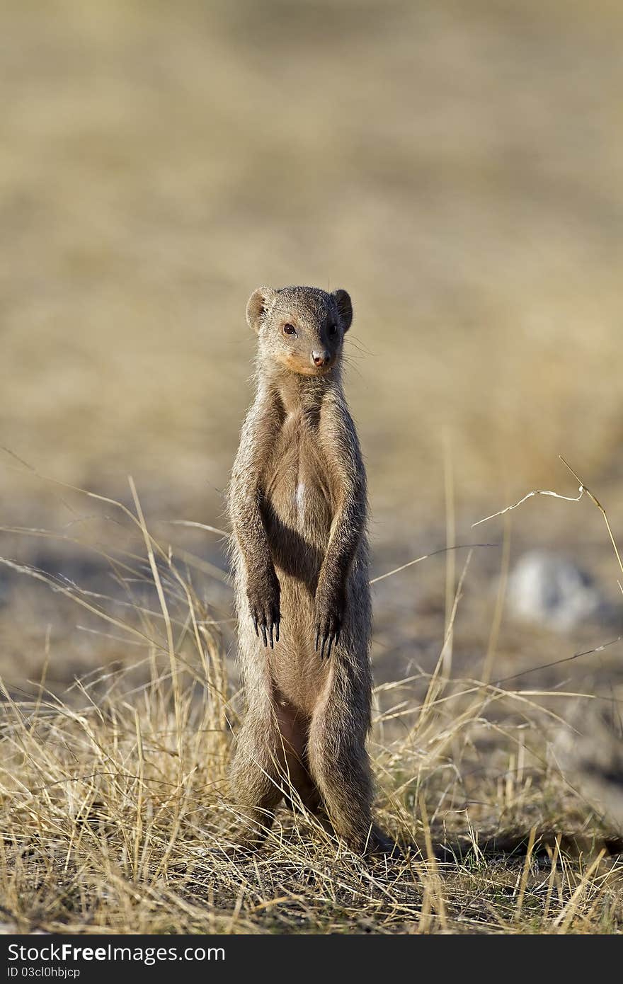 Banded mongoose standing upright; Mungos mungo; South Africa