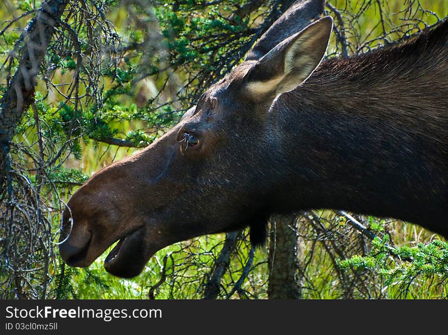 Close up of the head of a young moose. Close up of the head of a young moose