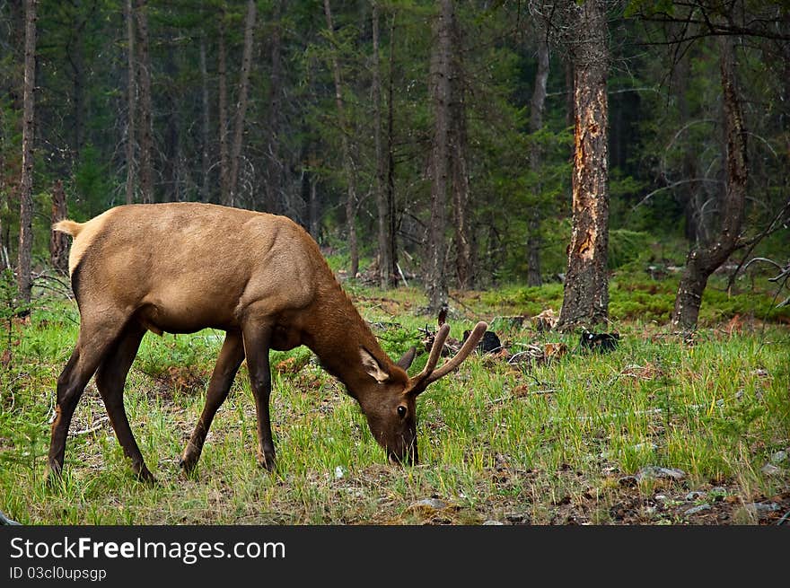 Young male Elk grazing on grass in forest