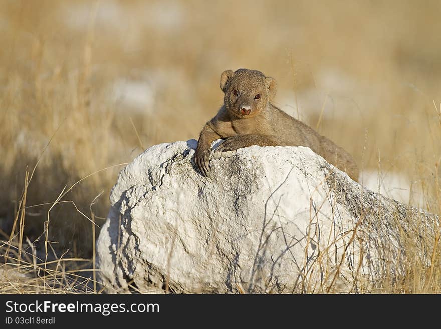 Immature banded mongoose