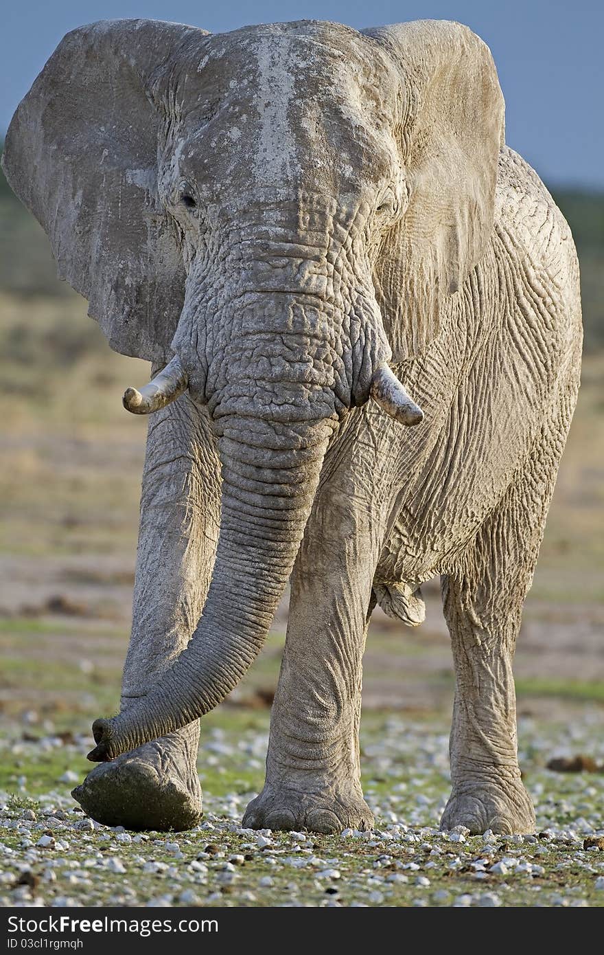 Close-up of big bull elephant walking in rocky field; Loxodonta africana. Close-up of big bull elephant walking in rocky field; Loxodonta africana