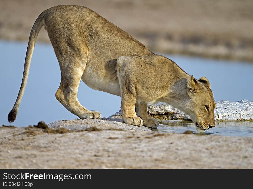 Close-up of lioness drinking water; Panthera Leo