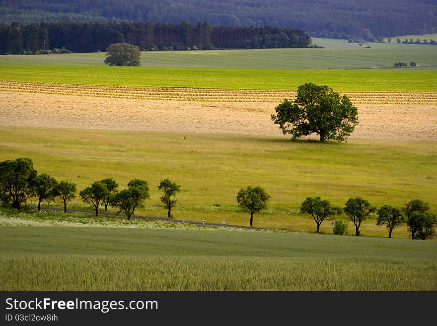 Tree in fields with the road