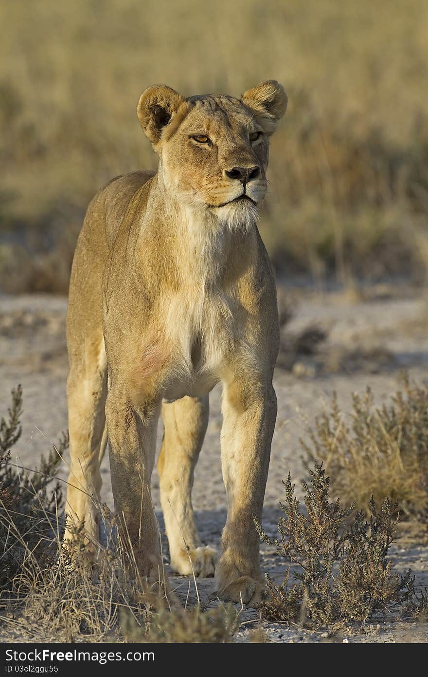 Female Lion