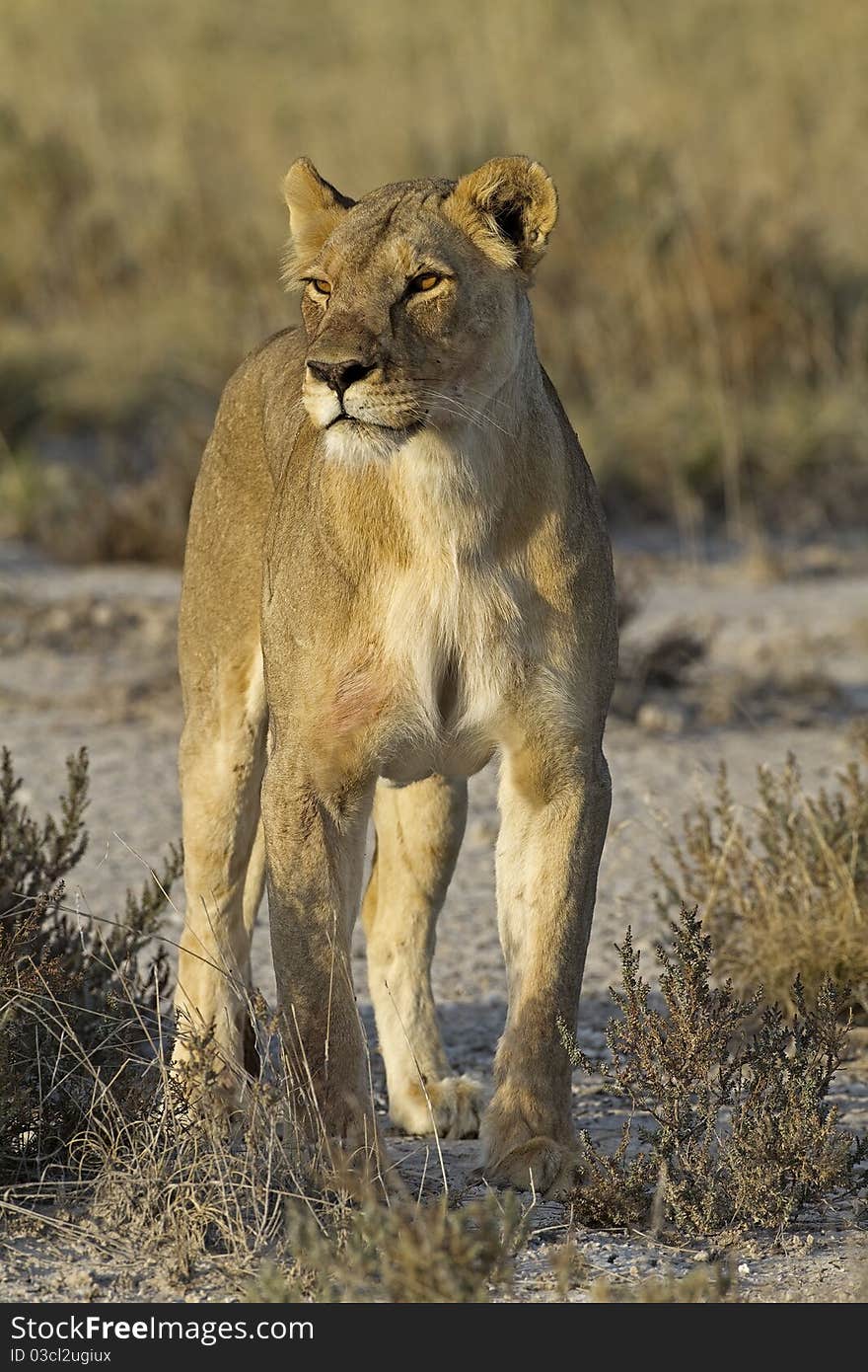 Female lion