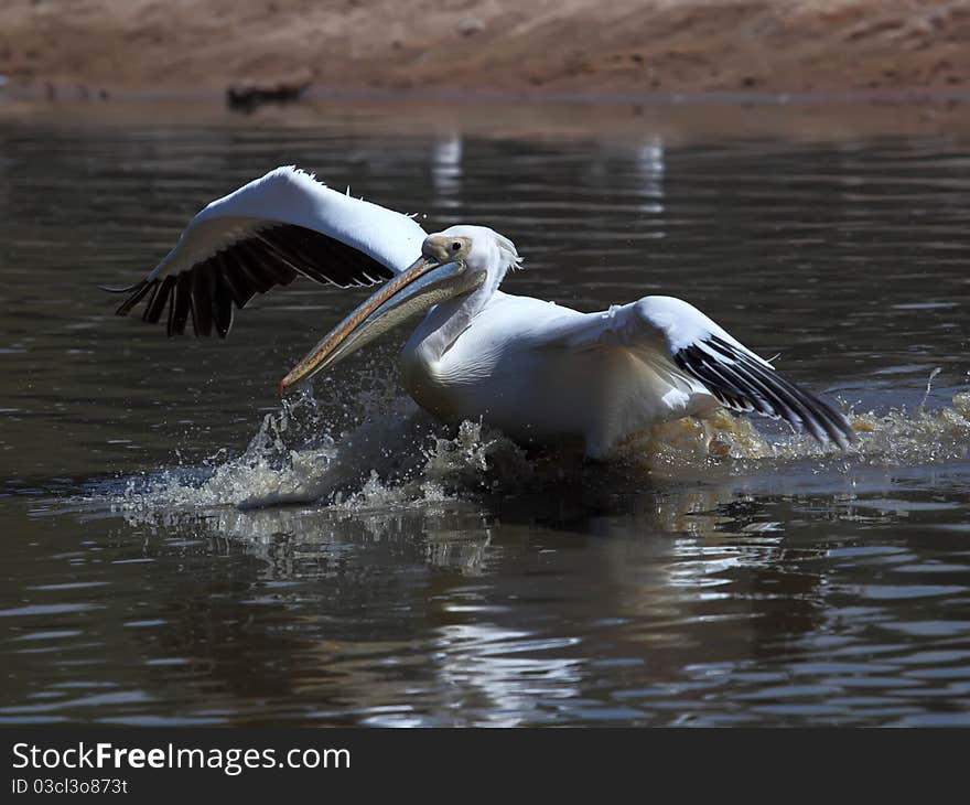 Great White Pelican taking off from water. Great White Pelican taking off from water