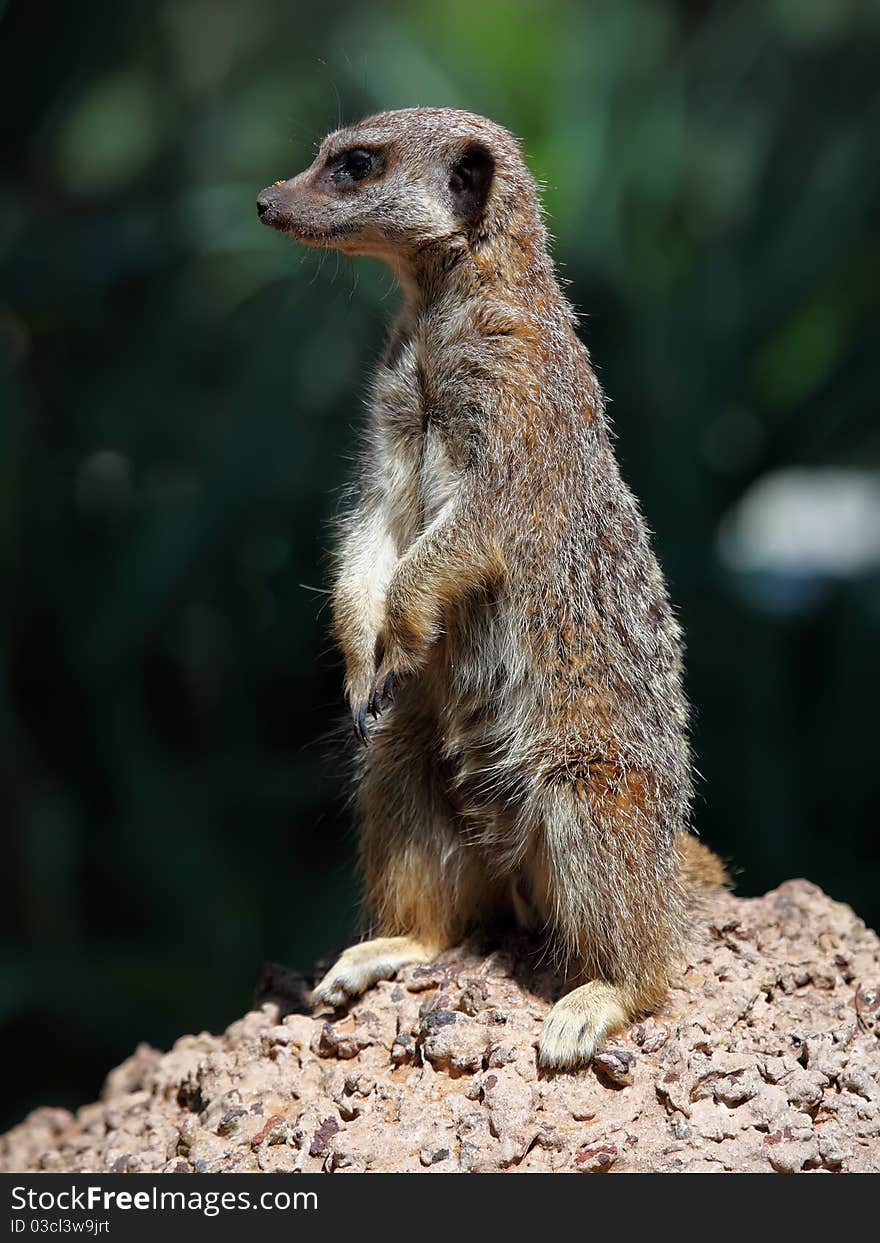 Portrait of a standing suricate on the stone. Portrait of a standing suricate on the stone