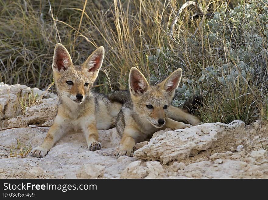 Close-up of two black-backed jackal babys resting in the shade; Canis mesomelas; Etosha. Close-up of two black-backed jackal babys resting in the shade; Canis mesomelas; Etosha