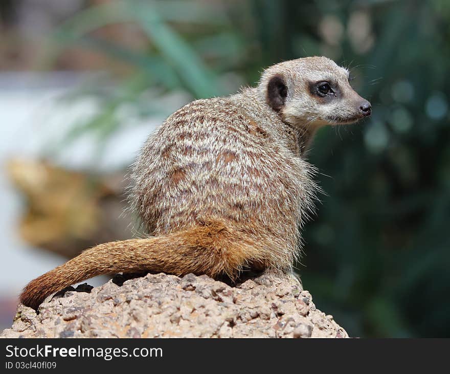 Suricate or Meerkat sitting on the stone. Suricate or Meerkat sitting on the stone