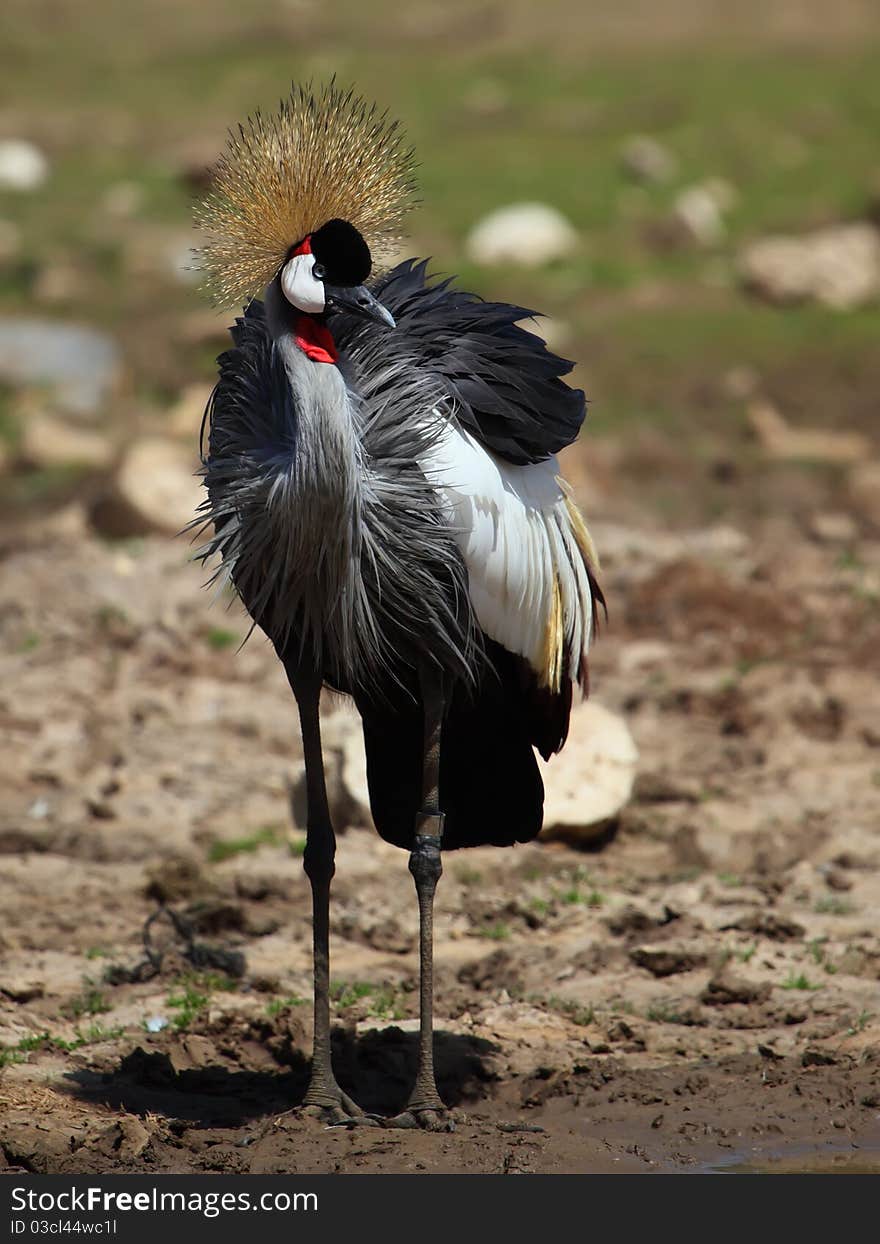 Crowned crane - Balearica pavonina in Safari, Israel