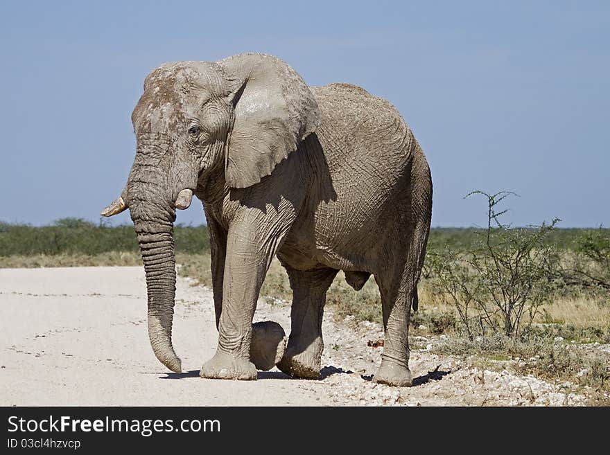 Big elephant bull crossing a gravel road; Loxodonta Africana; Etosha