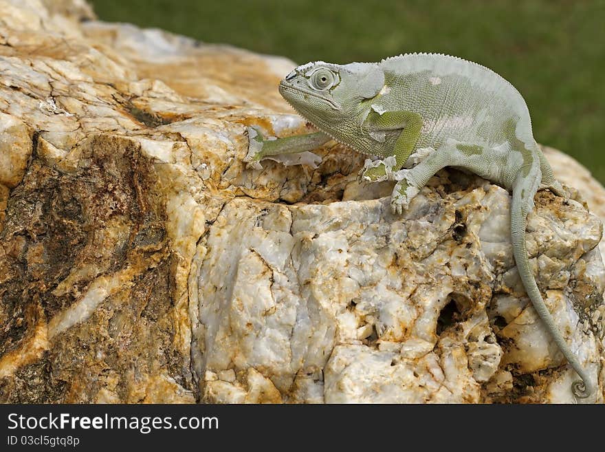 Cameleon sitting on big rock busy casting its skin; South Africa