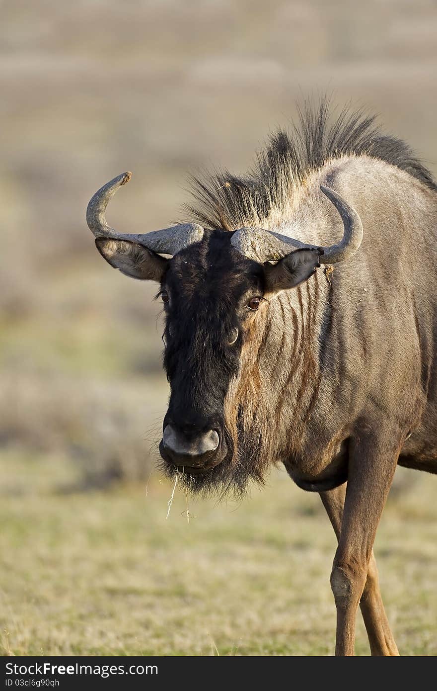 Blue Wildebeest portrait