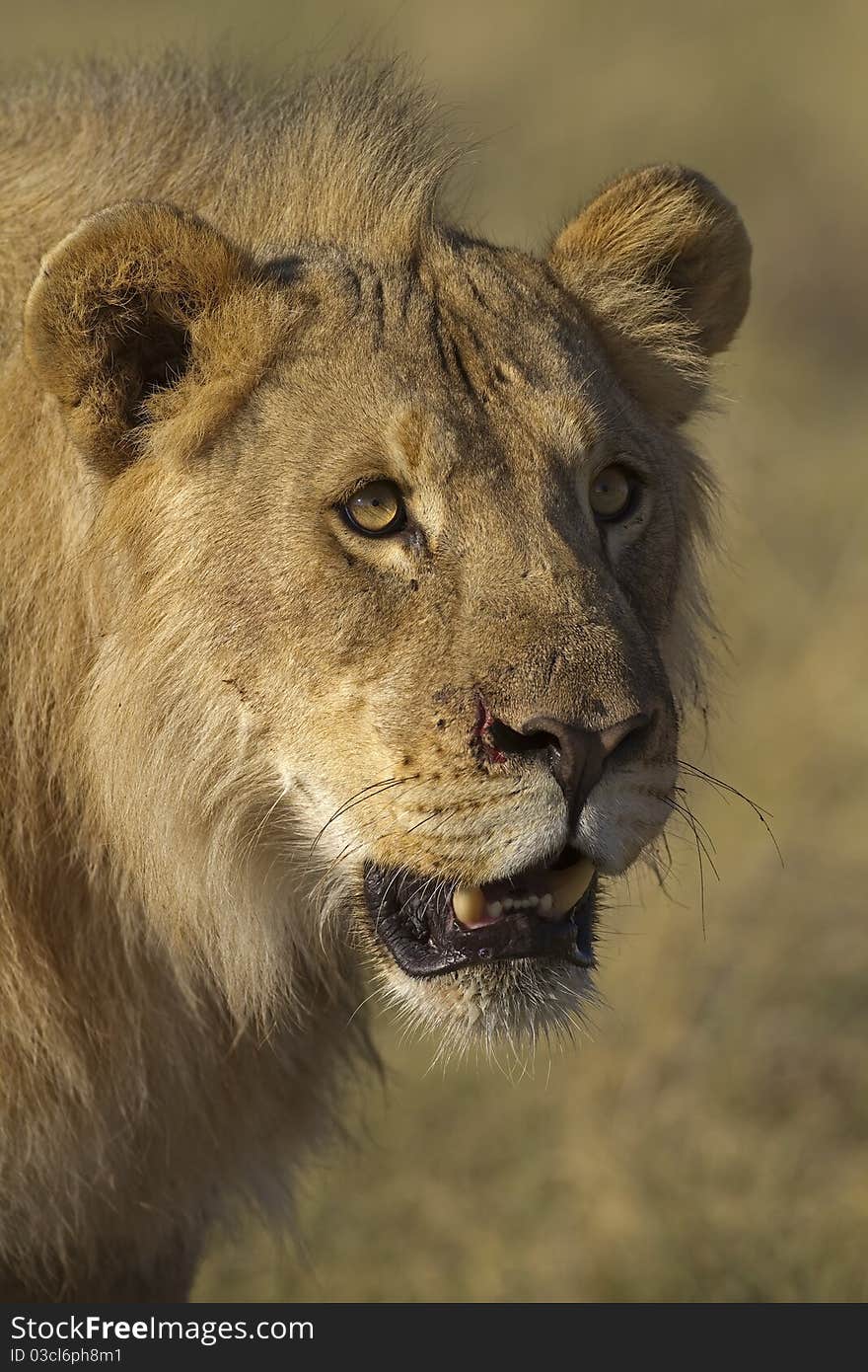 Close-up portrait of young male lion; Panthera leo