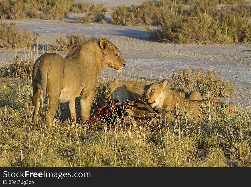 Lions eating on a Zebra carcass