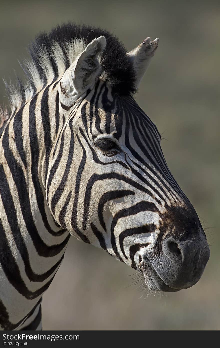 Portrait of Burchells zebra; Equus Burchelli