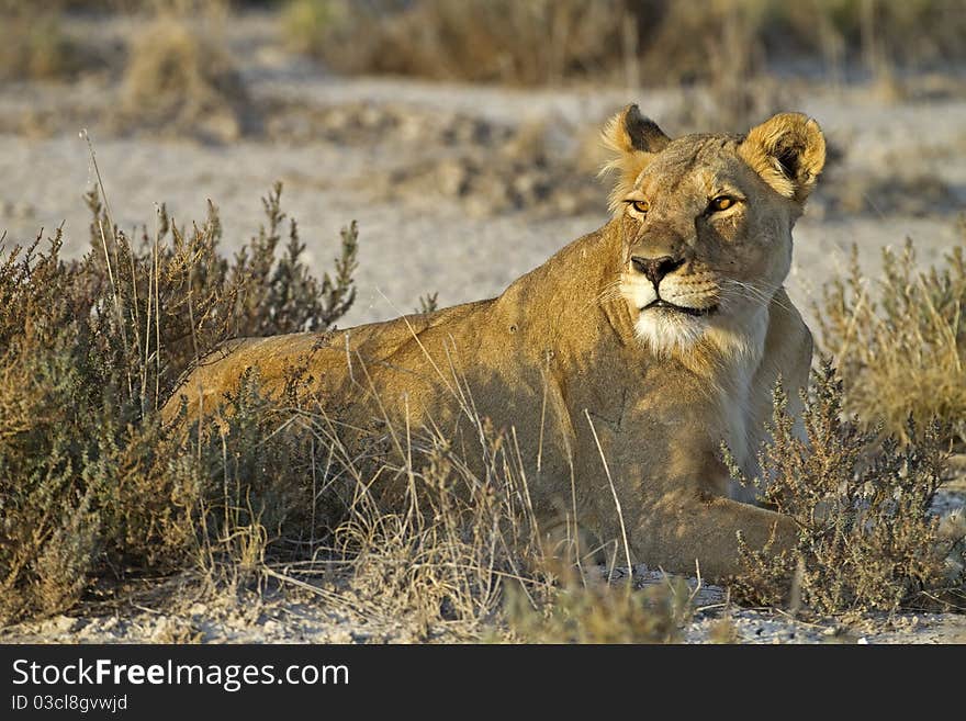 Lioness laying in grass-field