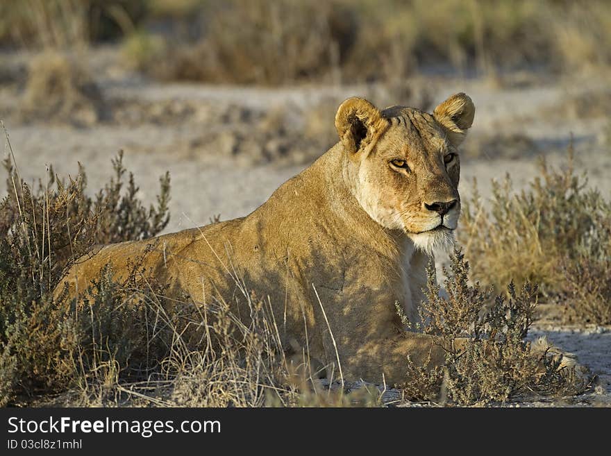 Lioness laying in grass-field