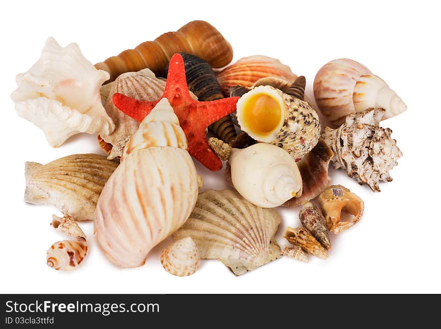 Beautiful seashell isolated on a white background. Beautiful seashell isolated on a white background