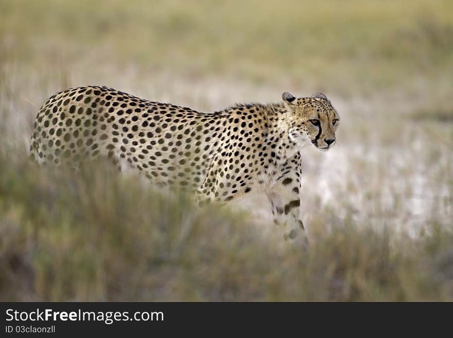 Cheetah walking in Grassland