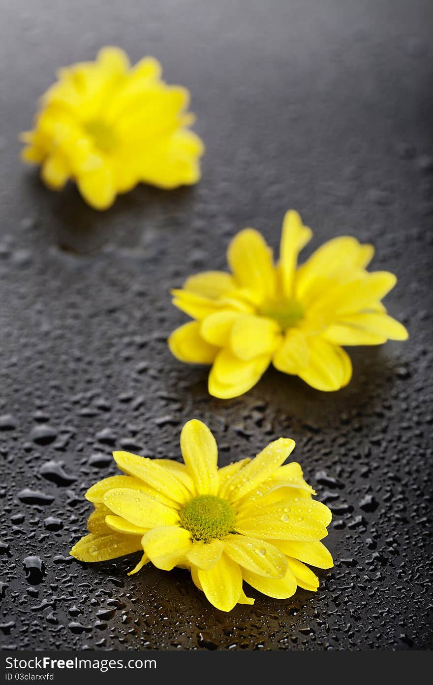 Three yellow daisies with water drops