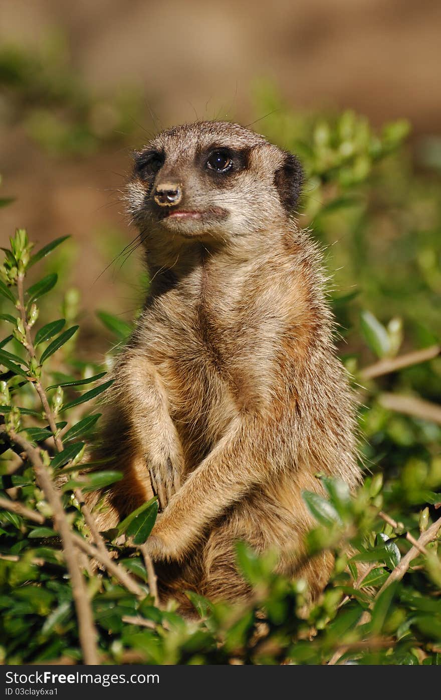 The meerkat or suricate (Suricata suricatta) is a member of the mongoose family. Suricats live in the Kalahari Desert in Botswana and South Africa.