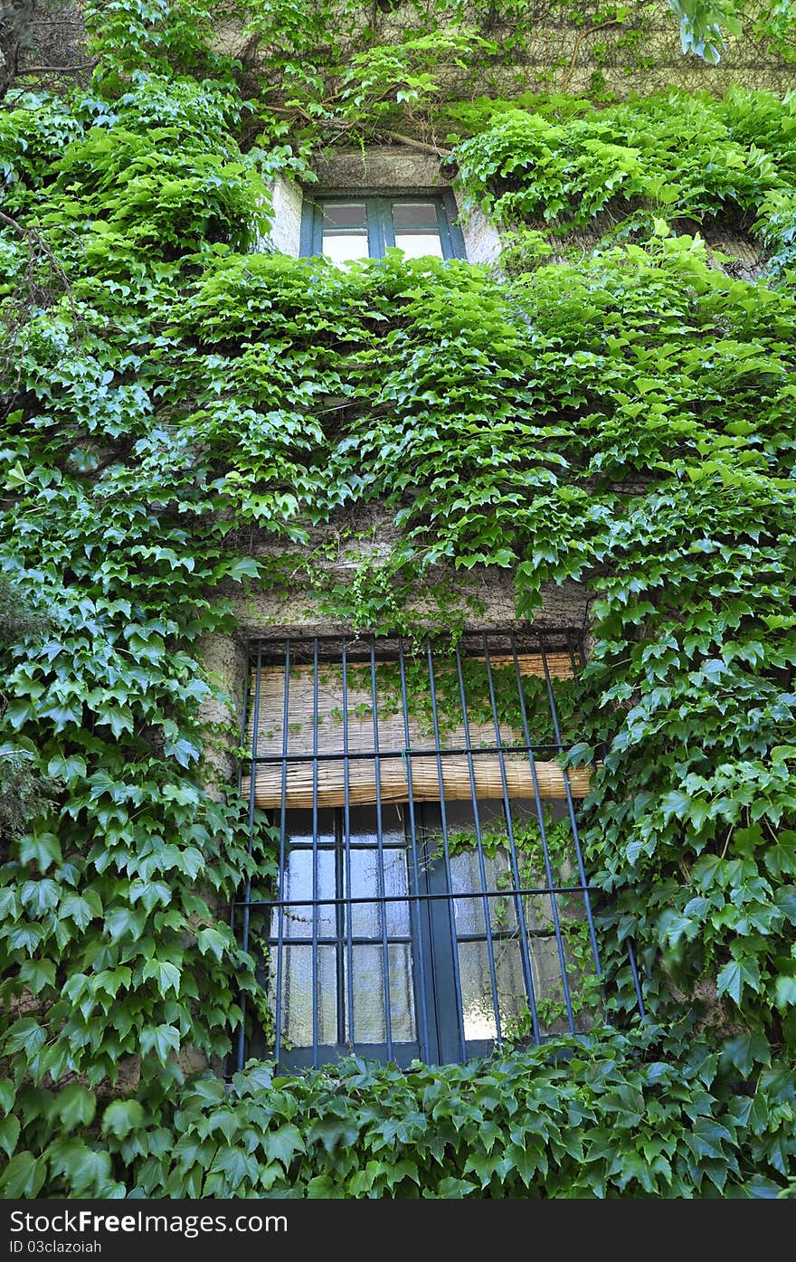 Window on a wall covered with creepers. Window on a wall covered with creepers