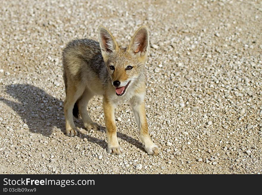 Close-up of black-backed jackal baby; Canis mesomelas; Etosha