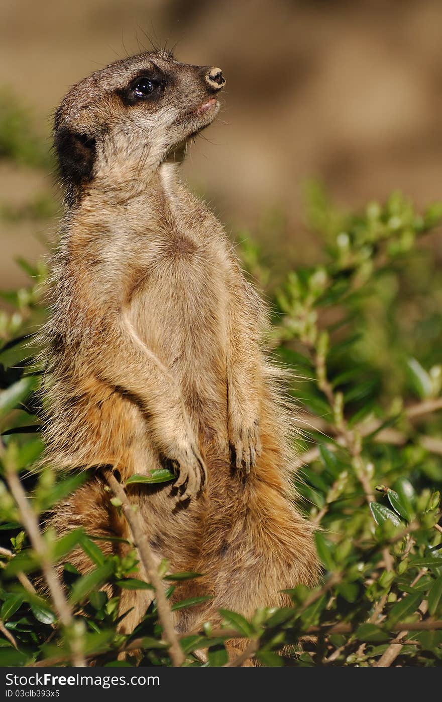 The meerkat or suricate (Suricata suricatta) is a member of the mongoose family. Suricats live in the Kalahari Desert in Botswana and South Africa.