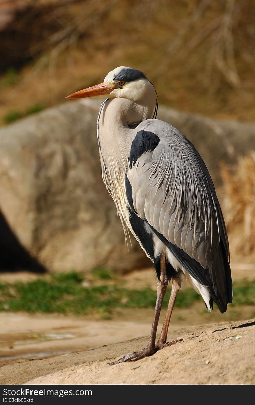 Grey Heron (Ardea cinerea)