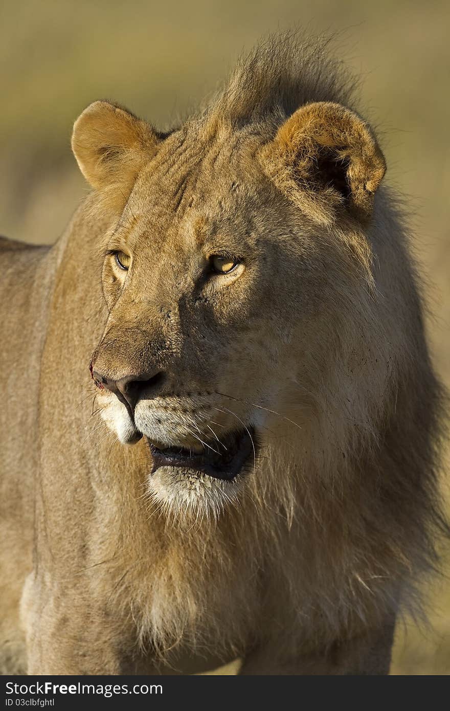 Close-up portrait of young male lion