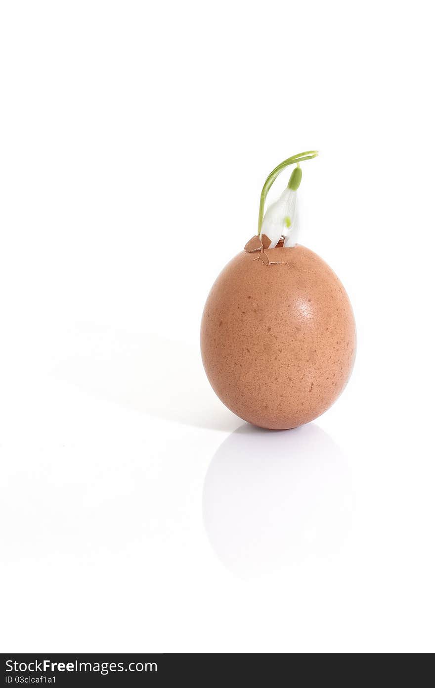 Easter egg with Snowdrop on white background