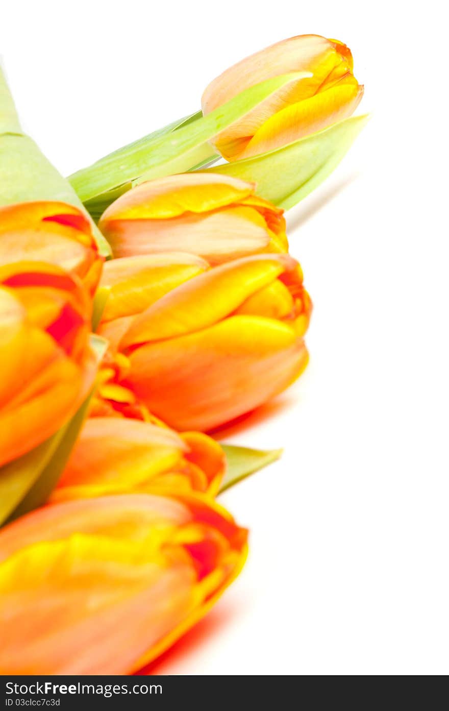 Bunch of yellow orange tulips isolated on white