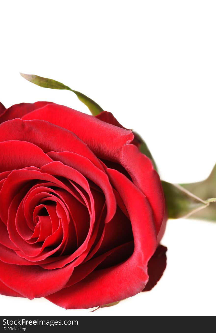 Red rose with green leaves. Isolation on white background.