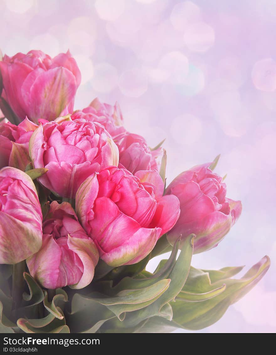 Bouquet of pink tulips colored with violet and pink tone