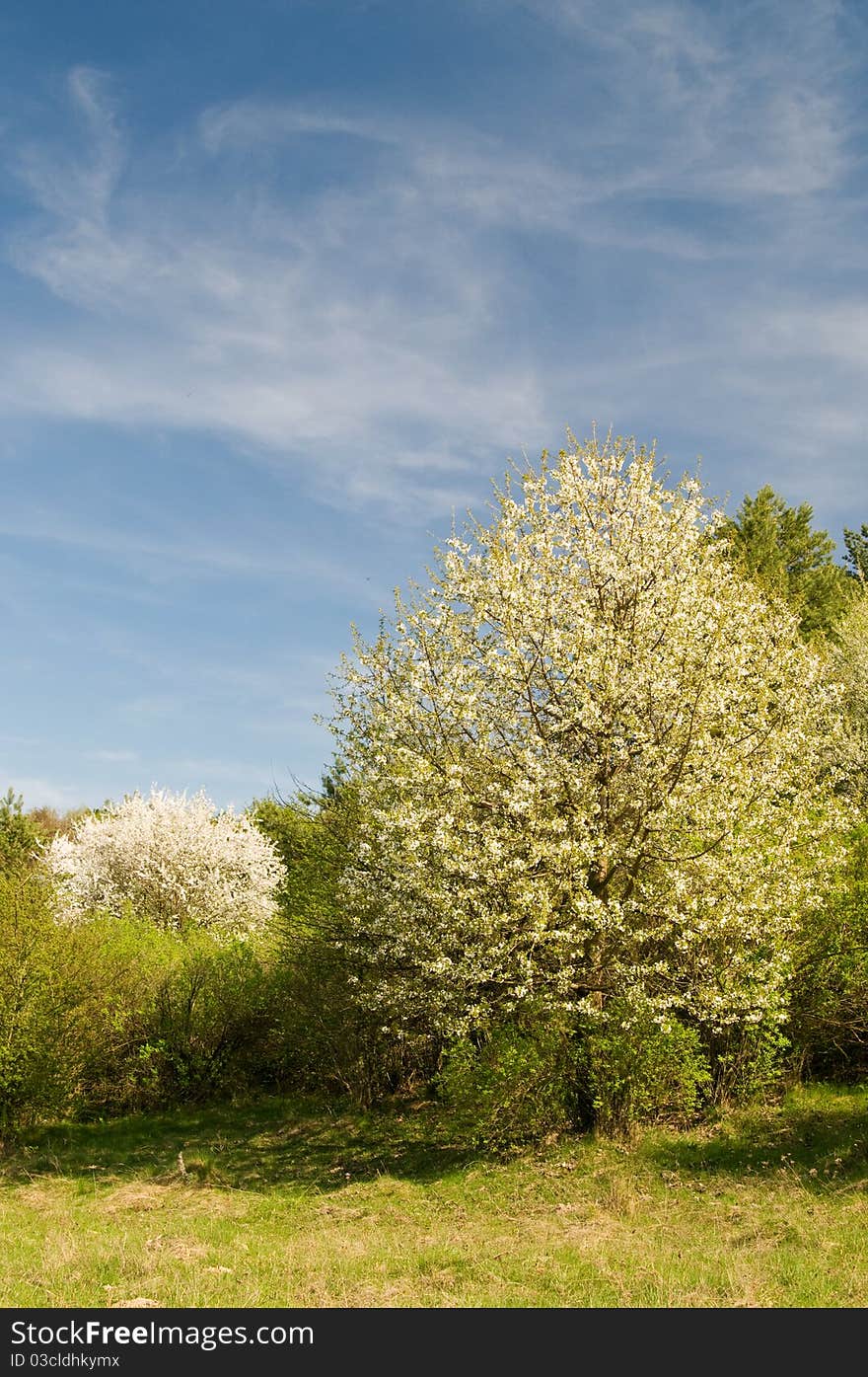 Forest by springtime.