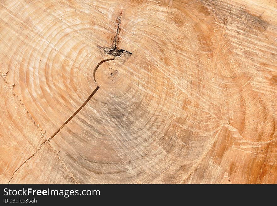 Year rings in tree