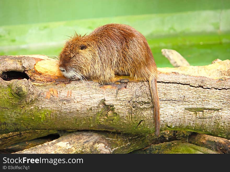 Nutria or coypu on rest photo made in the zoo