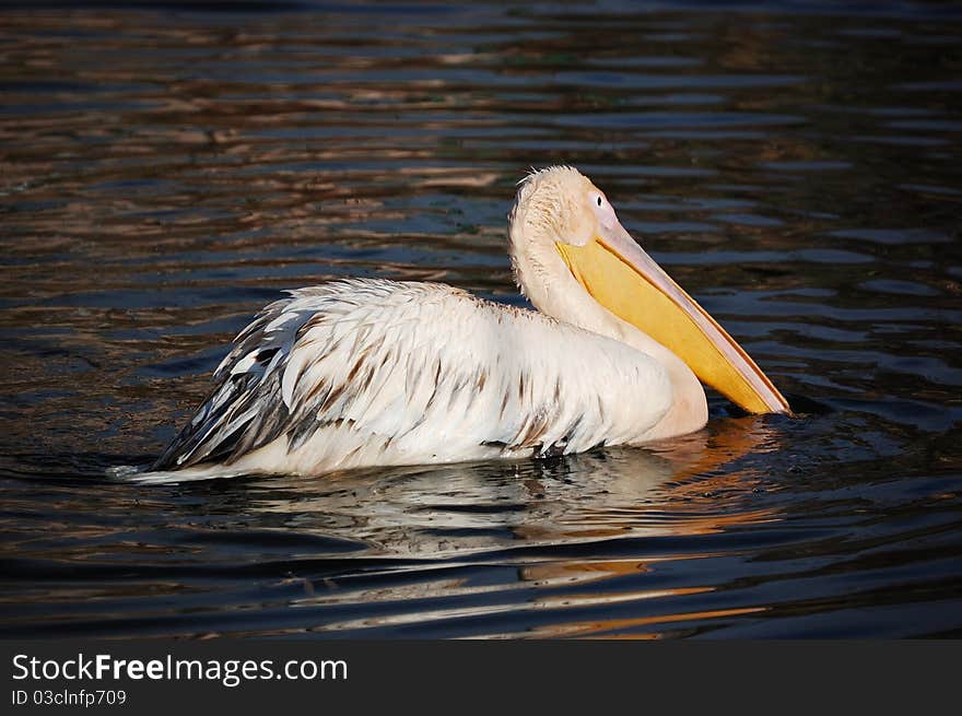 Pelican on the lake at the zoo city of Kharkiv