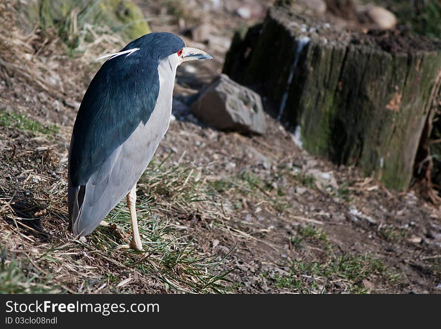 Night heron