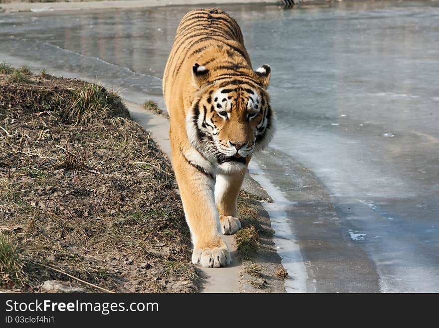 Tiger between land and ice