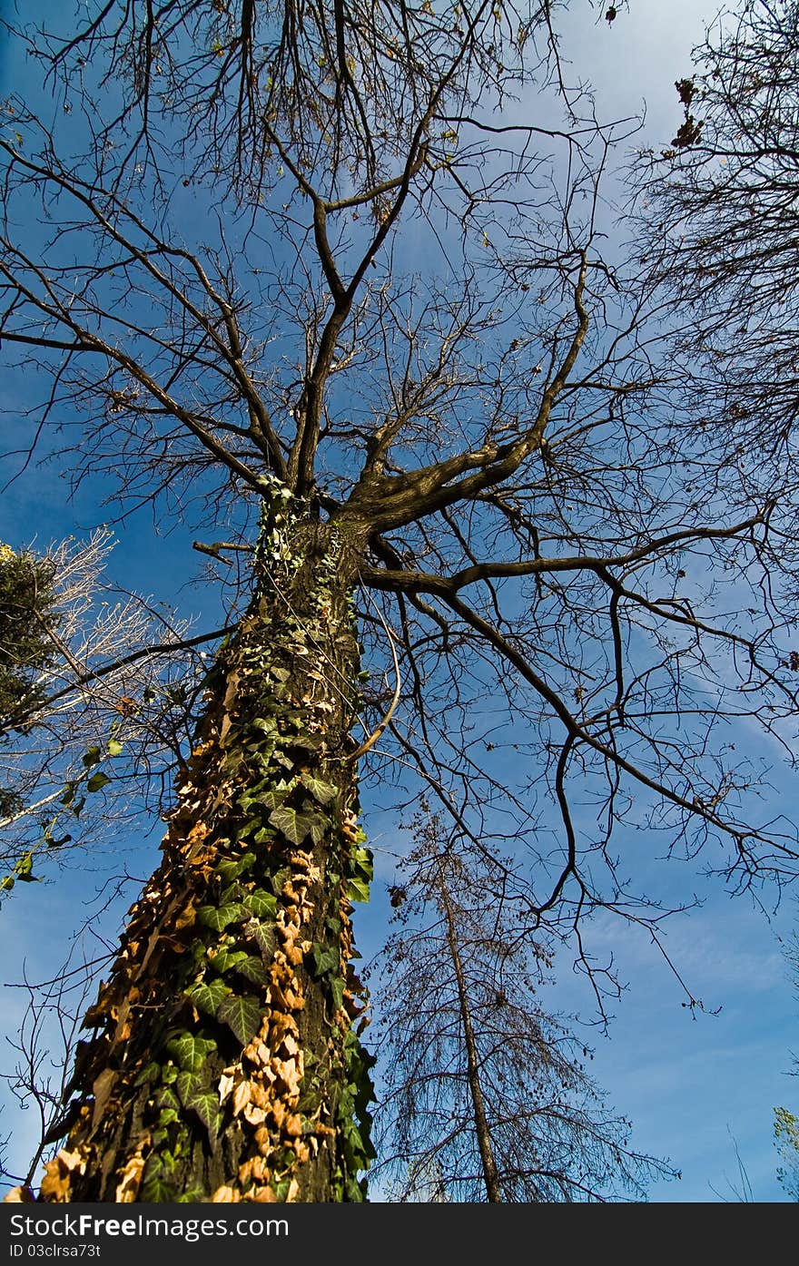 Tree with branches