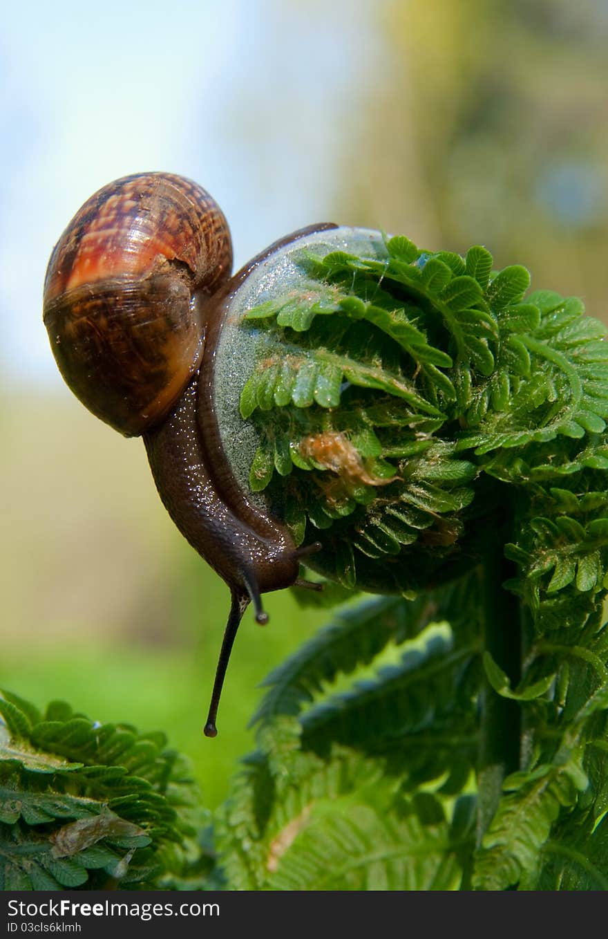 Big snail on a leaf green