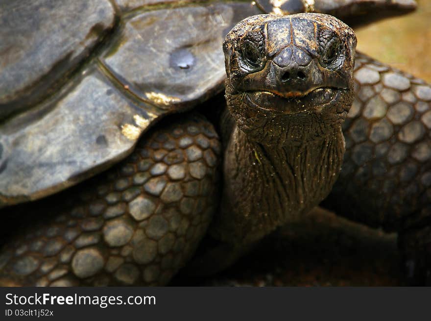 A portrait of a rather large tortoise taken in the Singapore zoo. A portrait of a rather large tortoise taken in the Singapore zoo.