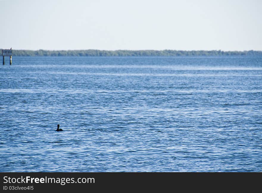 One lone duck floats in the gentle waves of a deep blue lagoon against a gray sky with green forest in the distance.