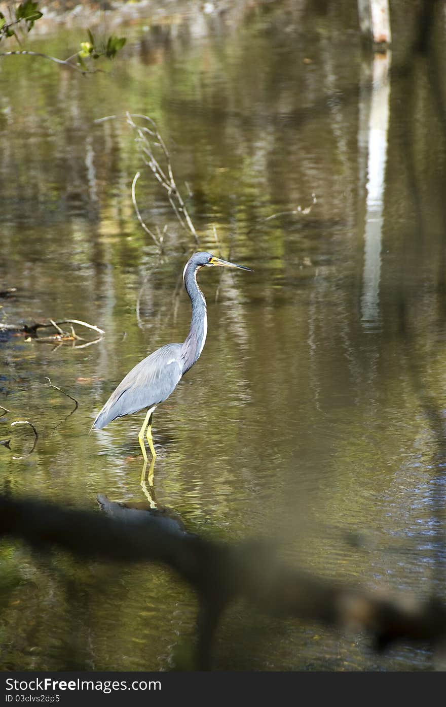 Little Blue Heron