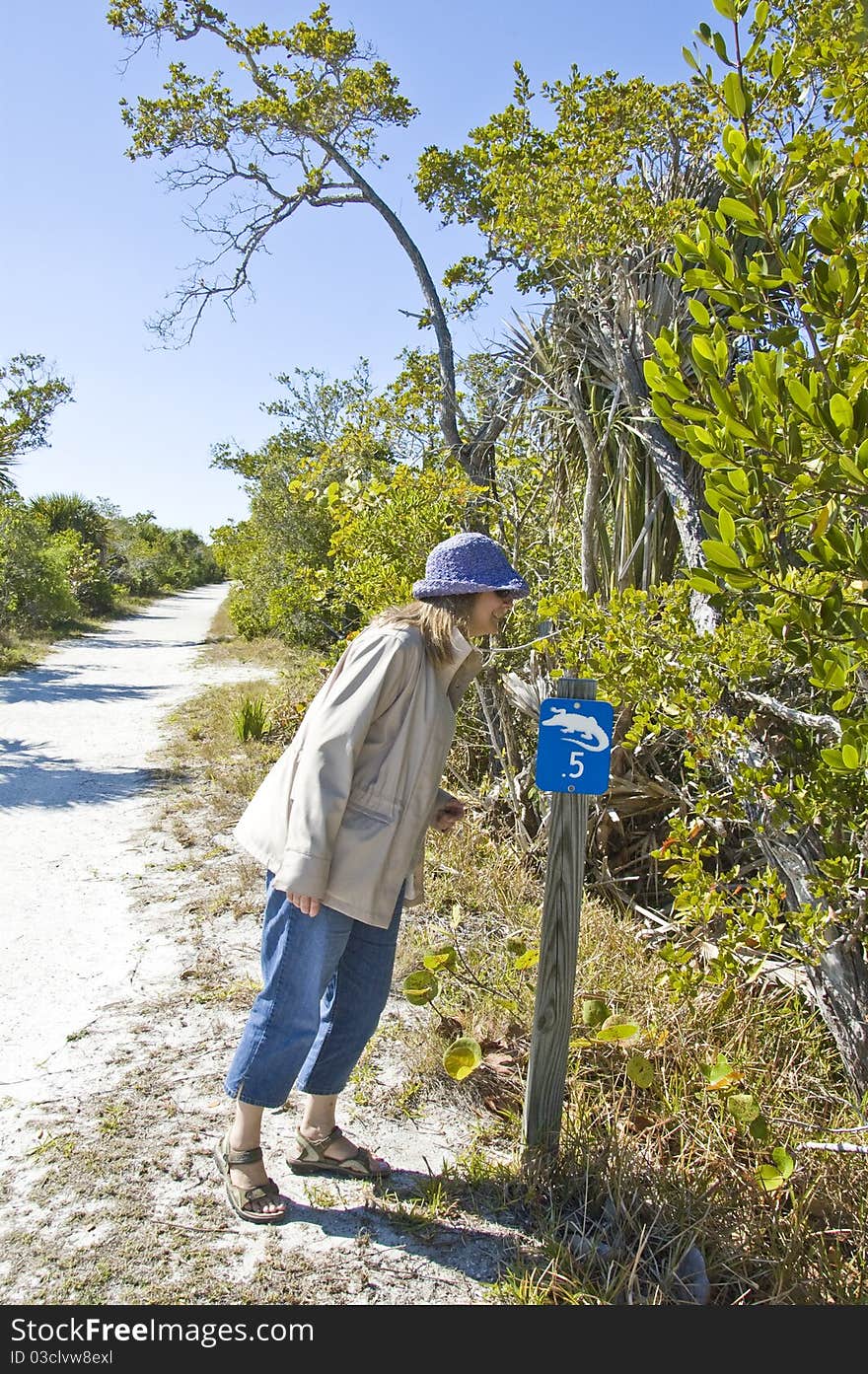 Lone woman peers over embankment looking for alligators in front of alligator crossing sign. Lone woman peers over embankment looking for alligators in front of alligator crossing sign.